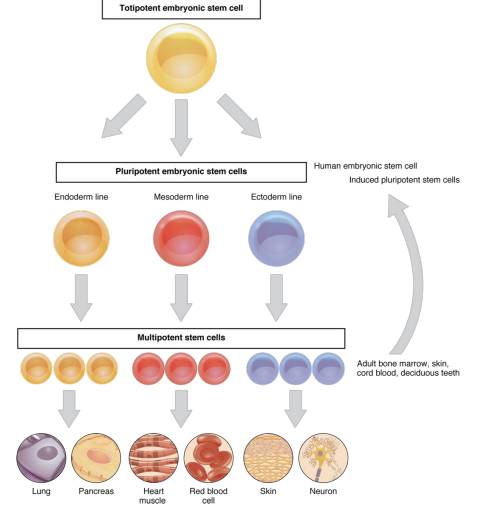 <p>can become any cell in the body like a zygote including the extra-embryonic tissue like the placenta</p>