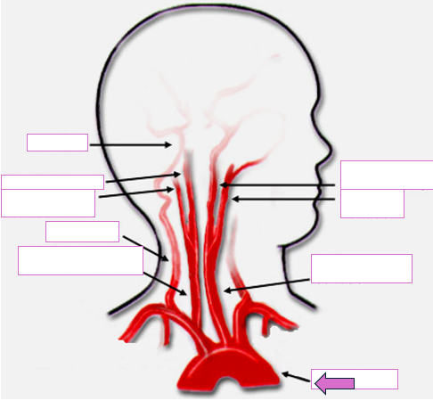 <p>Based on the indicated area, identify this vessel</p>