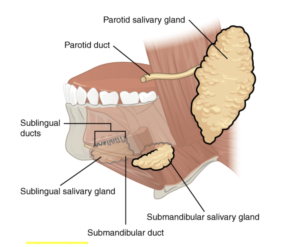 <p>located under the tongue</p>