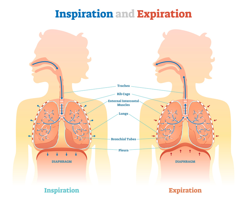 <p>Define the pathway of air into the lungs (8)</p>
