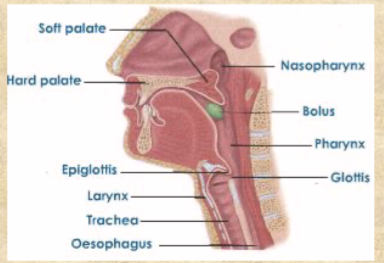 <p>mass of food swallowed</p>