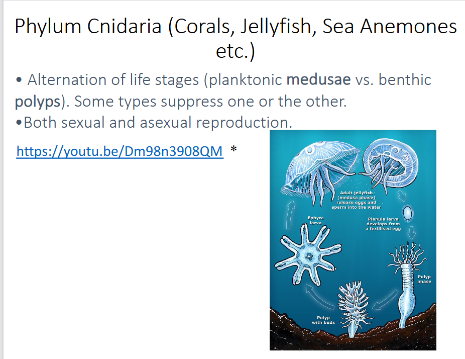 <p>how do Cnidaria feed? how do they reproduce?</p>