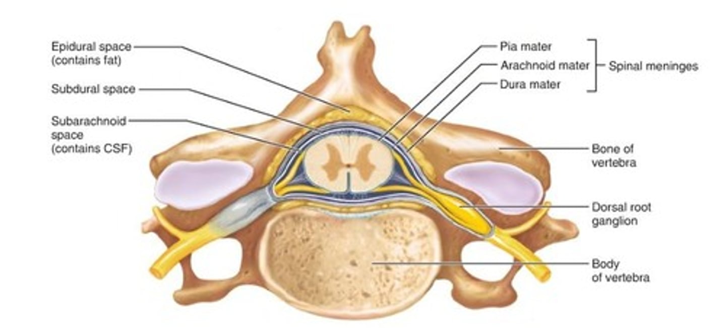 <p>The space between the arachnoid mater and pia mater, containing cerebrospinal fluid.</p>
