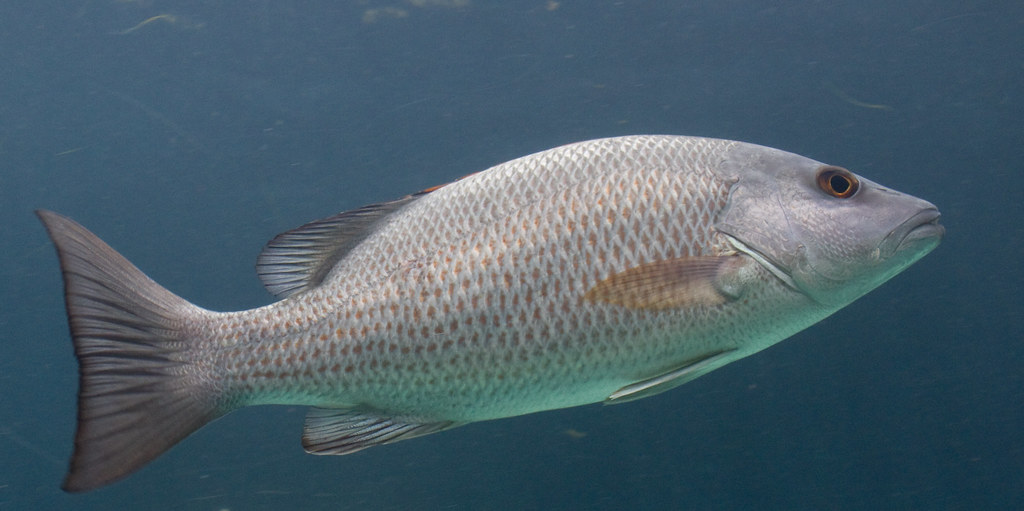 <p>reddish fins, stripe from snout through eye</p>