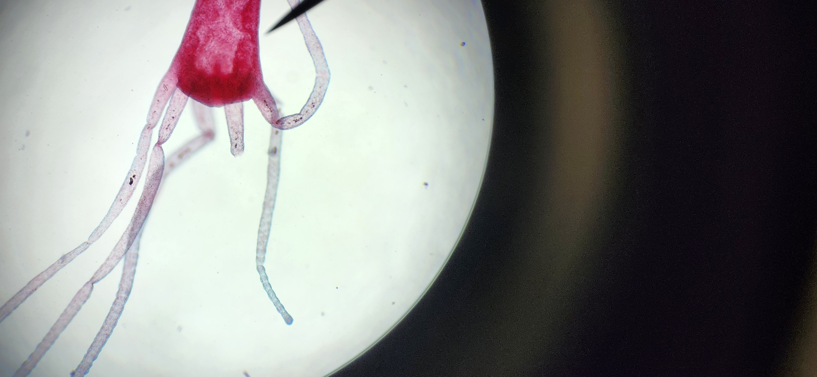 <p>What is the kingdom, phylum, class, and genus  of the organism?</p>