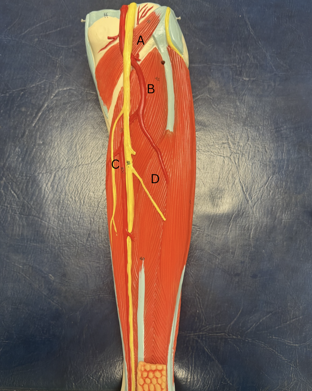 <p><span>Label the muscles from A-D</span></p>