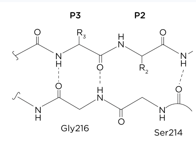 <p>The peptide backbone and polar amino acid side chains form hydrogen bonds stabilizing secondary structures and folding patterns </p>