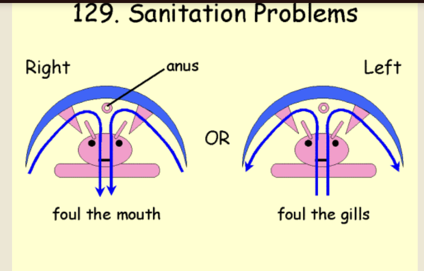 <p>sanitation!</p>