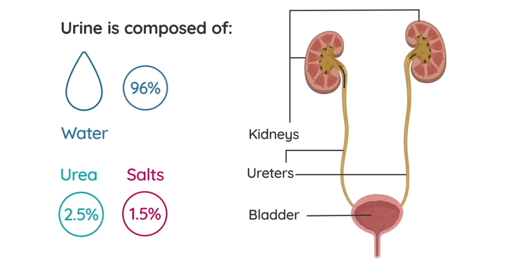 <ol><li><p>Kidney</p></li><li><p>Ureters (these are the little prongs sticking out of the kidneys)</p></li><li><p>Bladder</p></li><li><p>Urethra </p></li></ol><p></p>
