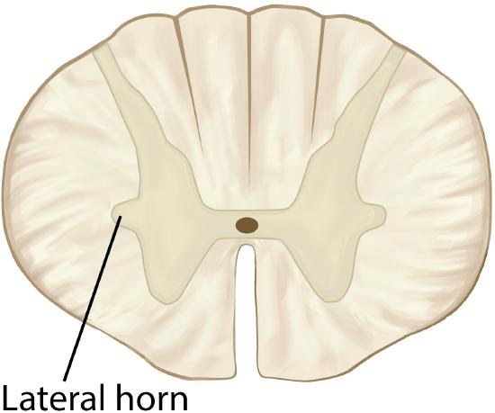 <p>Lateral projection of gray matter. Small gray-matter projection sticking outward between the dorsal and ventral horns.</p>