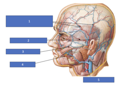 <p>Identify the structure at #5</p>