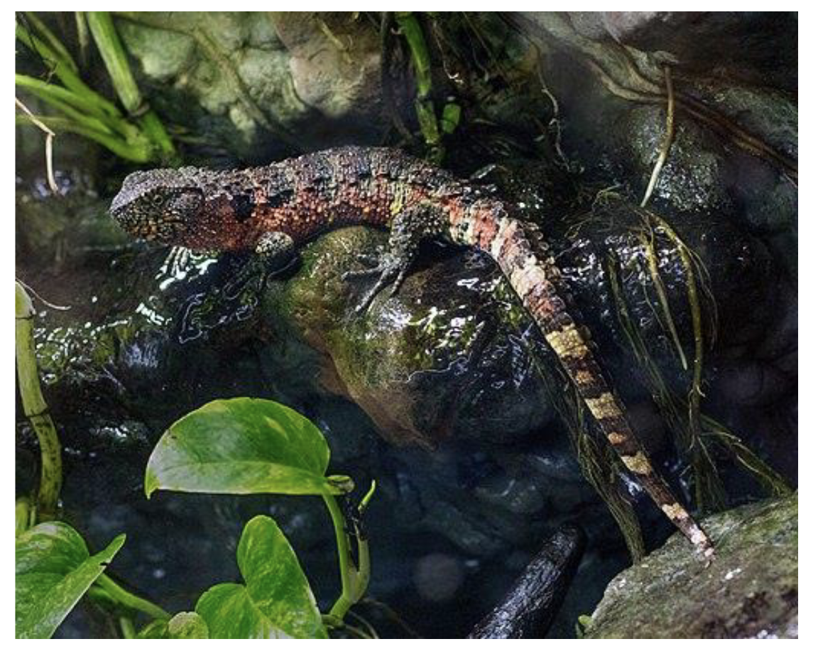 <p></p><ul><li><p><strong>Crocodile lizards</strong></p></li><li><p><span style="background-color: transparent;">1 species, 1 genus </span></p></li><li><p><span style="background-color: transparent;">Semi-aquatic </span></p></li><li><p><span style="background-color: transparent;">Carnivorous </span></p></li><li><p><span style="background-color: transparent;">Viviparous </span></p></li><li><p><span style="background-color: transparent;">Southeast Asia </span></p></li></ul><p><strong><br><br></strong></p>