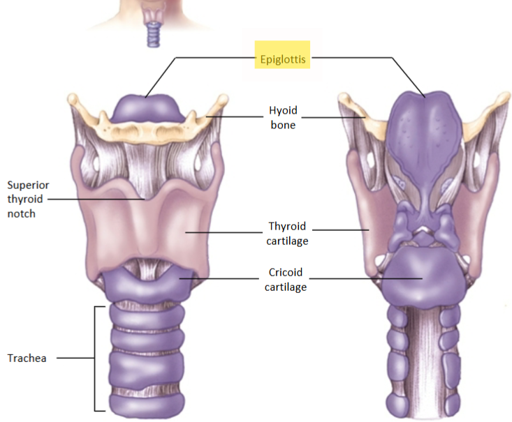 <p><span>What is the function of the </span><strong>Epiglottis</strong><span>?</span></p>