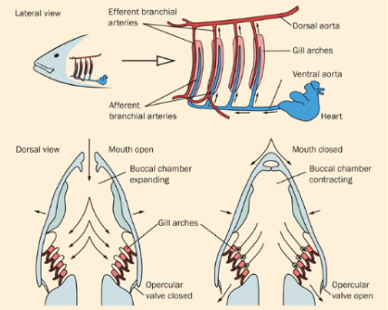 <p>If Aquatic – gills</p><ul><li><p>Ex. Fish</p></li><li><p>This is called a <strong>flow-through system </strong>(general term that happens not specific to chordates)- one opening in different opening out</p></li><li><p>When the fish opens its mouth water is taken in.</p></li><li><p>Closing of the mouth triggers muscles of the pharynx to pump the water to the gills.</p></li><li><p>The bony gill cover, called the operculum, opens to allow the water to exit.</p></li><li><p>The gills are many layers of filaments over and between which the water is forced.</p></li><li><p>Each filament has a blood supply to absorb oxygen and release carbon dioxide</p></li></ul><p>If Terrestrial – lungs</p><p>This is called an<strong> in and out system.- inhale thru one area then exhale thru the same area </strong></p><ul><li><p>Ex. Birds, mammals, humans</p></li><li><p>Use air sacs and lungs to help provide the tremendous amount of oxygen needed for flight</p></li><li><p>Air sacs extend off the lungs</p></li><li><p>Air moves into the air sacs during inhalation then is transferred to the lungs during exhalation</p></li><li><p>Allows lungs to be filled to great volumes</p></li></ul><p></p>