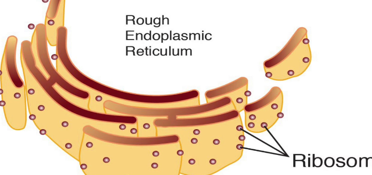 <p>Rough ER</p>