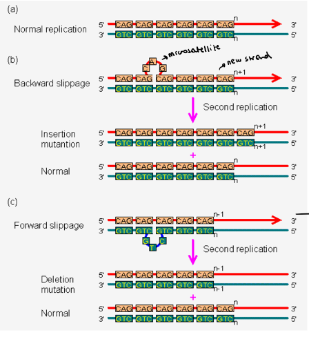 <p>It is because of replication slippage: occurs at the repetitive sequences when the new strand miss pairs with the template strand → it causes microsatellite polymorphisms</p><p>During replication, DNA strands are opening and closing, because they are so similar, they can bind incorrectly, making a mismatch/loop</p><p>It can be a:</p><ul><li><p>Backward slippage: the new strand has the loop (addiotional nt) → we add a repetition</p></li><li><p>Forward slippage: the template has a loop (the new strand will have fewer nt) → we lose a repetition</p></li></ul><p></p>