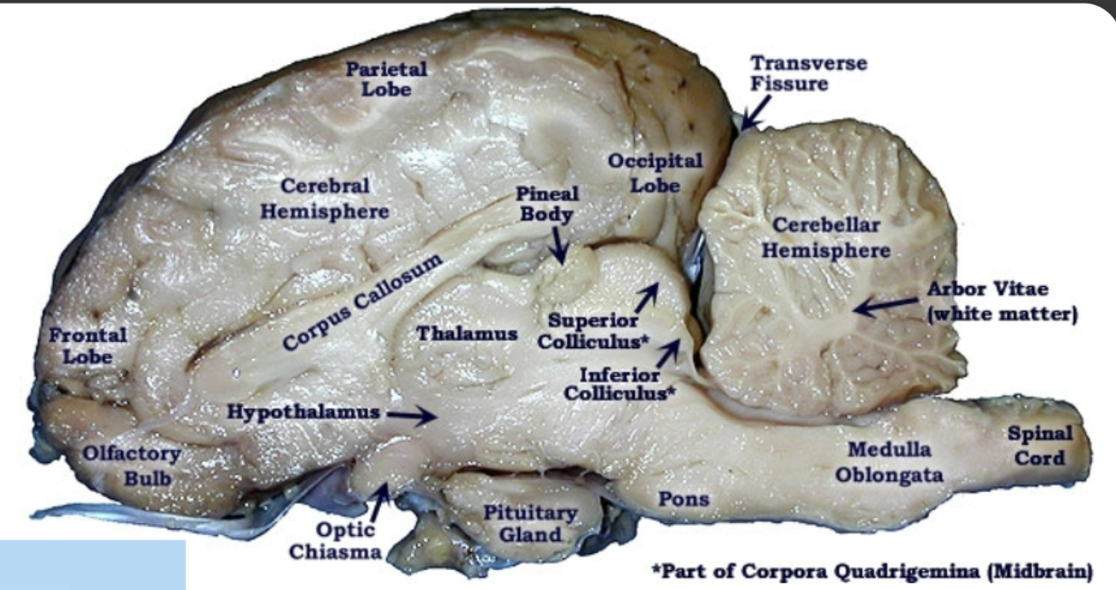 <p>- corpus callosum</p><p>- fornix</p><p>- thalamus</p><p>- hypothalamus</p><p>- optic chiasm</p><p>- pineal gland</p><p>- lateral ventricle</p><p>- olfactory bulb</p><p>- olfactory tract</p>