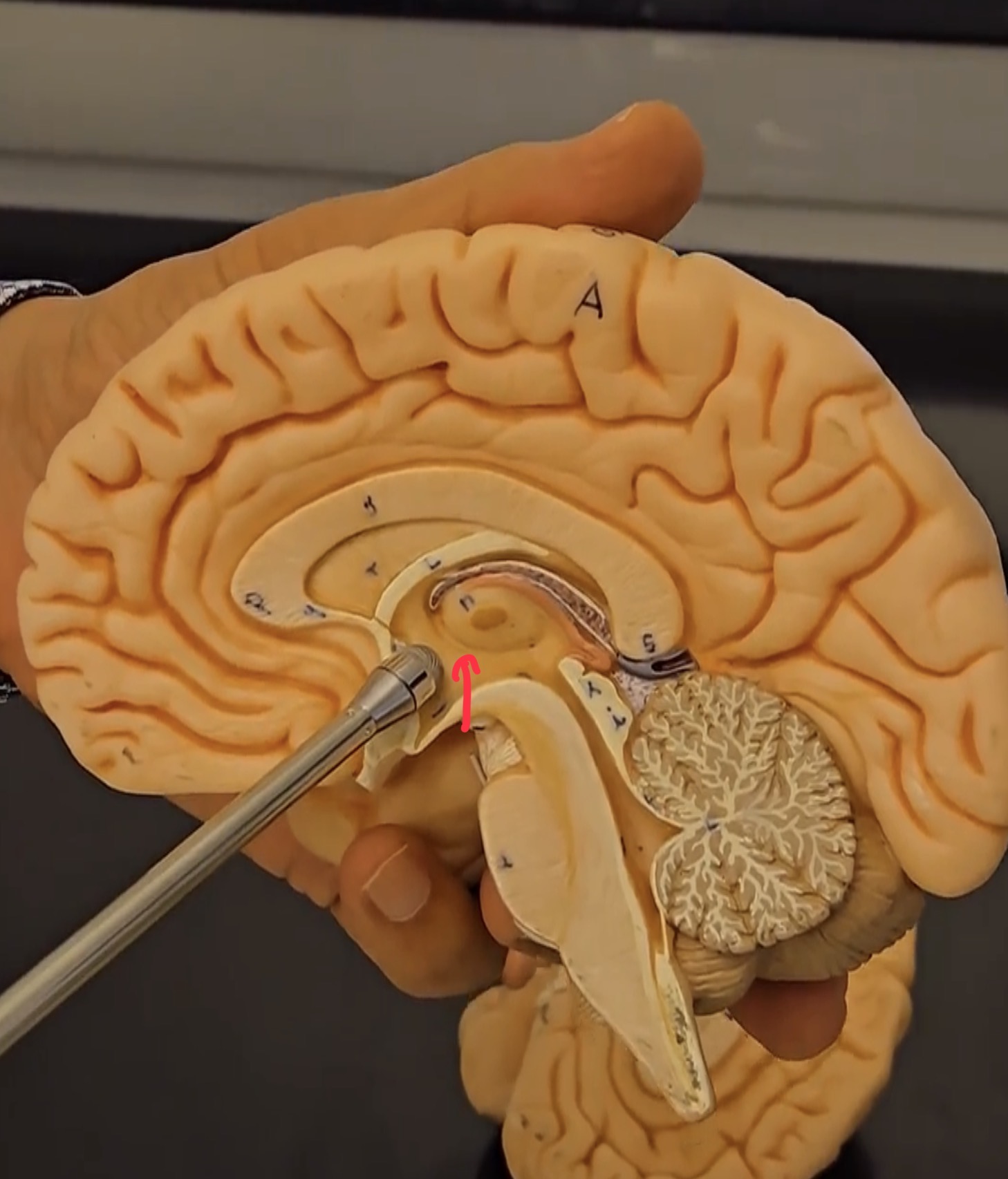 <p>Thalamus.</p>