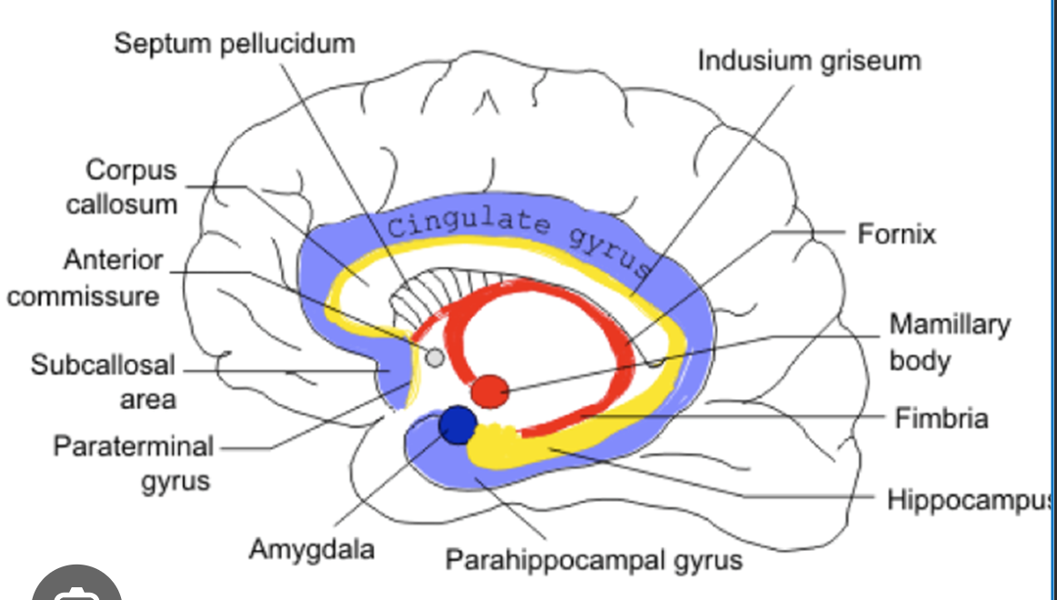 <ul><li><p>corpus callosum </p></li><li><p>fornix</p></li><li><p>basal nuclei</p></li><li><p>septum pellucidum </p></li></ul><p></p>