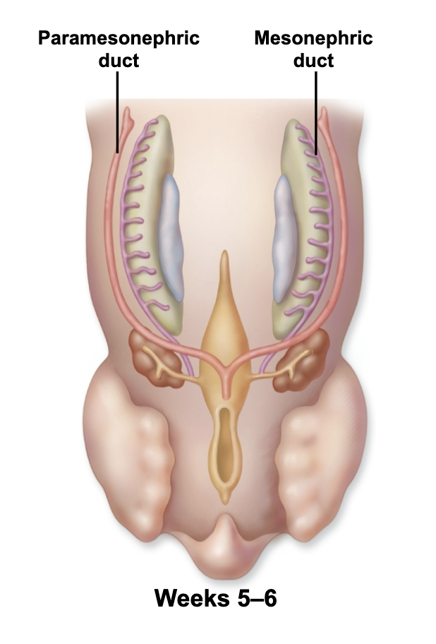 <p>• Embryos initially contain both male and female duct systems</p><p>– Paramesonephric ducts (female)</p><p>– Mesonephric ducts (male)</p><p>• Genes and hormones determine which duct system will degenerate</p>