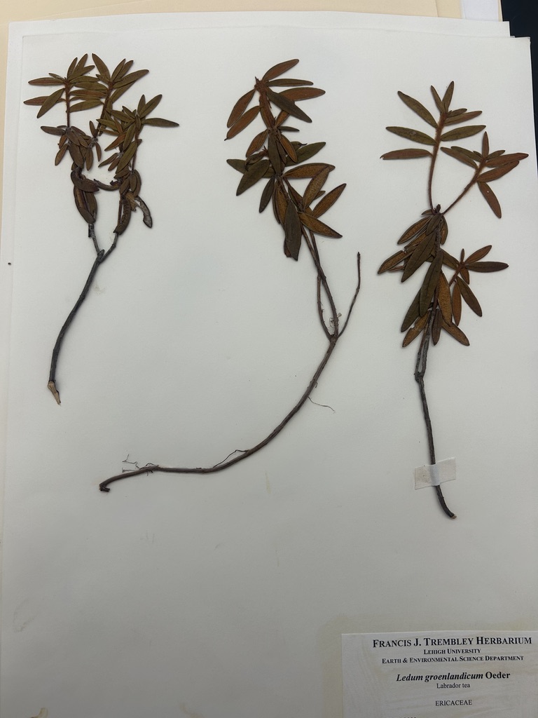 <p>Labrador tea</p>