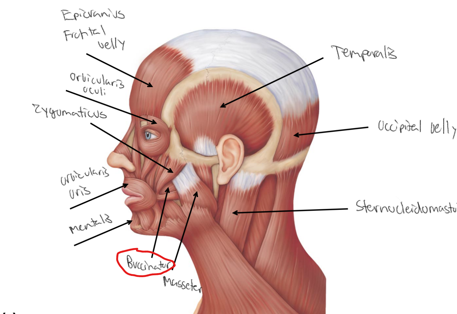 <p>What is the site of insertion for <strong><u>buccinator</u></strong>?</p>
