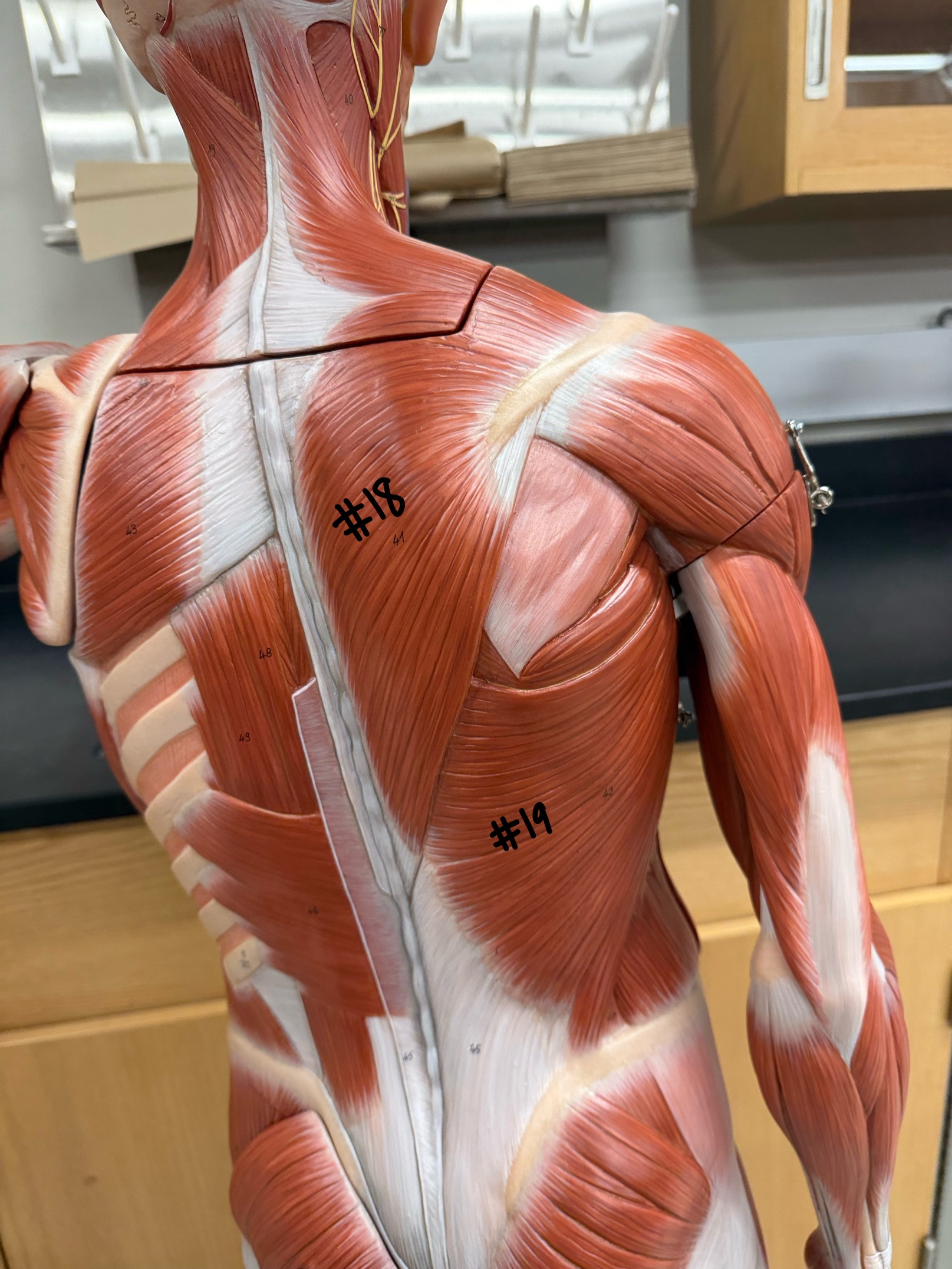 <p>What muscle is labeled #19?</p>