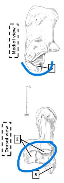 <ul><li><p>2 articular facets </p></li><li><p>short, stubby projection </p></li></ul><p></p><p>horse calcaneus</p><p></p>