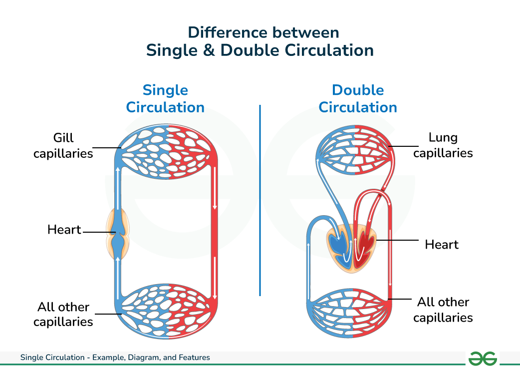 <ul><li><p>Double circulation goes to and from the lungs (pulmonary circulation) and to and from all the other organs in the body (systemic circulation), past heart twice</p></li><li><p>Single circulation goes in a loop</p></li></ul><p></p>
