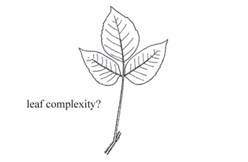 <p>A compound leaf composed of exactly three leaflets.</p>