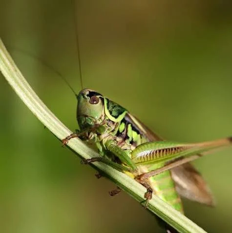 <p>Grasshoppers and Crickets</p><p>Pronotum curved over pleura.</p><p>Hind legs are enlarged for jumping.</p><p>Paurometabolous</p>