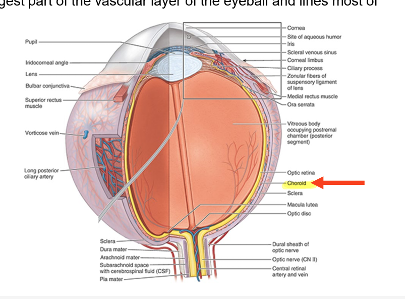 <ul><li><p>dark reddish brown layer between sclera &amp; retina</p></li><li><p>forms <strong>largest part of vascular layer</strong> of eyeball</p></li><li><p>lines most of sclera</p></li></ul><p></p>