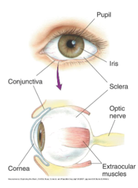 <ol><li><p><strong><u>Pupil </u></strong></p></li></ol><ul><li><p>Opening that lets light enter eye</p></li></ul><p> </p><ol start="2"><li><p><strong><u>Iris </u></strong></p></li></ol><ul><li><p>Colored part of eye</p></li><li><p>Controls pupil size</p></li></ul><p> </p><ol start="3"><li><p><strong><u>Cornea </u></strong></p></li></ol><ul><li><p>Transparent covering</p></li><li><p>Refracts light</p></li></ul><p> </p><ol start="4"><li><p><strong><u>Sclera </u></strong></p></li></ol><ul><li><p>“White of the eye”</p></li><li><p>Tough outer wall</p></li></ul><p> </p><ol start="5"><li><p><strong><u>Extraocular Muscles </u></strong></p></li></ol><ul><li><p>Move the eyeball</p></li></ul><p></p>