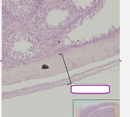 <p>(located around the testis)</p>