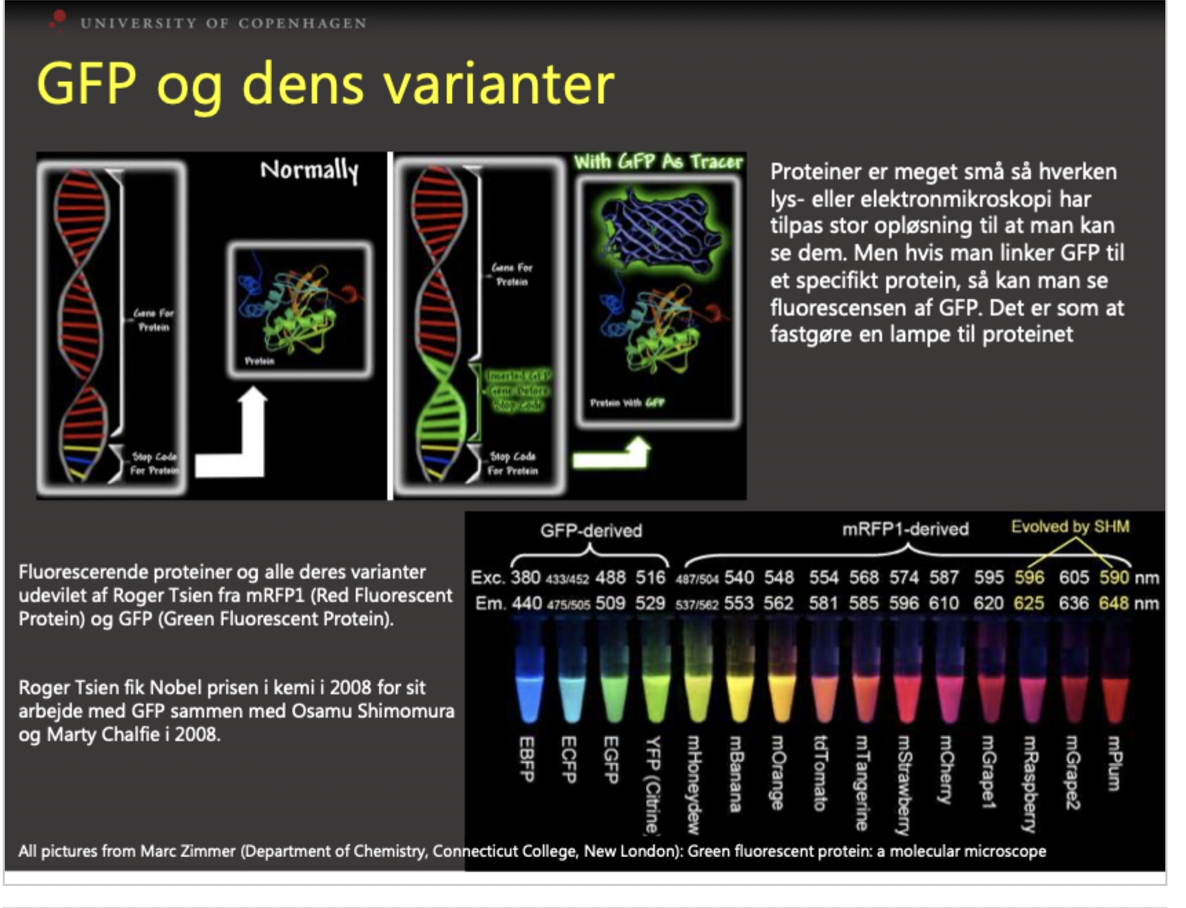 <p><span>Man kobler genet for GFP fast på genet for et interesseprotein. Cellen danner så et </span><em>fusionsprotein</em><span>, hvor fluoroforen sidder som en fastgjort "lampe", så man kan følge molekylets færden.</span></p>