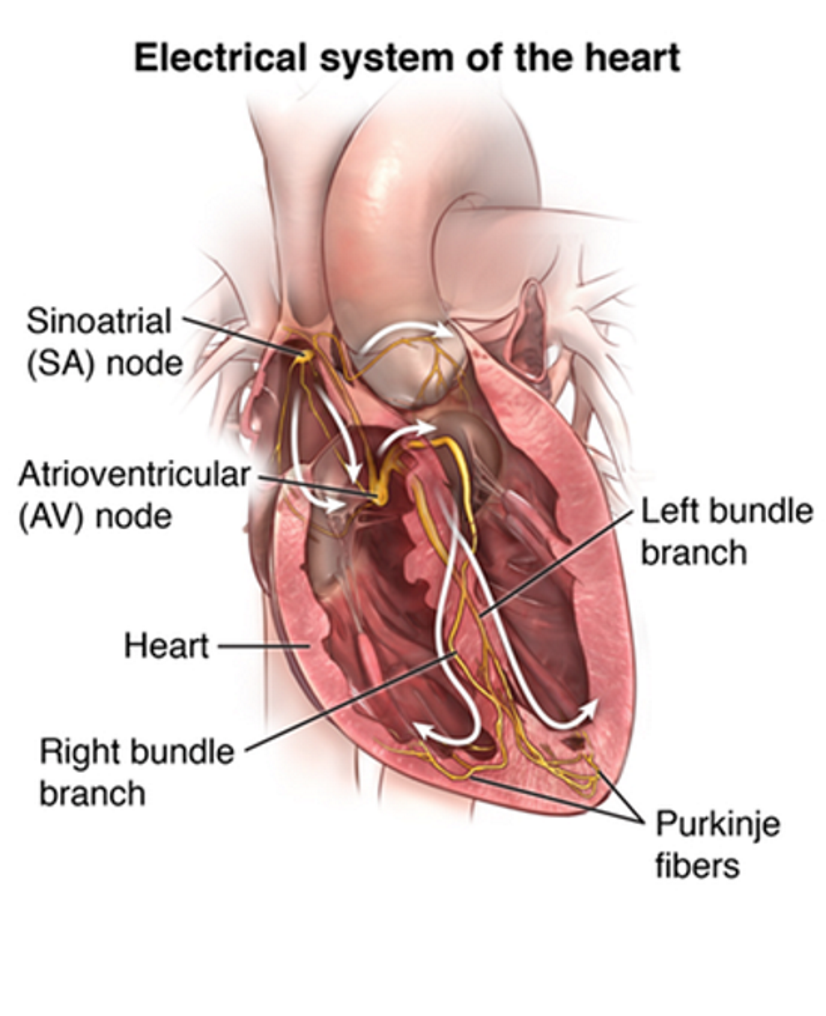 <p>1) starts with an electrical signal from the SA node ( also known as the heart’s pacemaker)</p><p>2)signal spreads through the atria, causing them to contract </p><p>3) This passes the AV node, down the bundle of his, and into the Purkinje fibres, which trigger the ventricles to contract </p><p>This ensures the atria contract first, then the ventricles, creating a heartbeat</p>