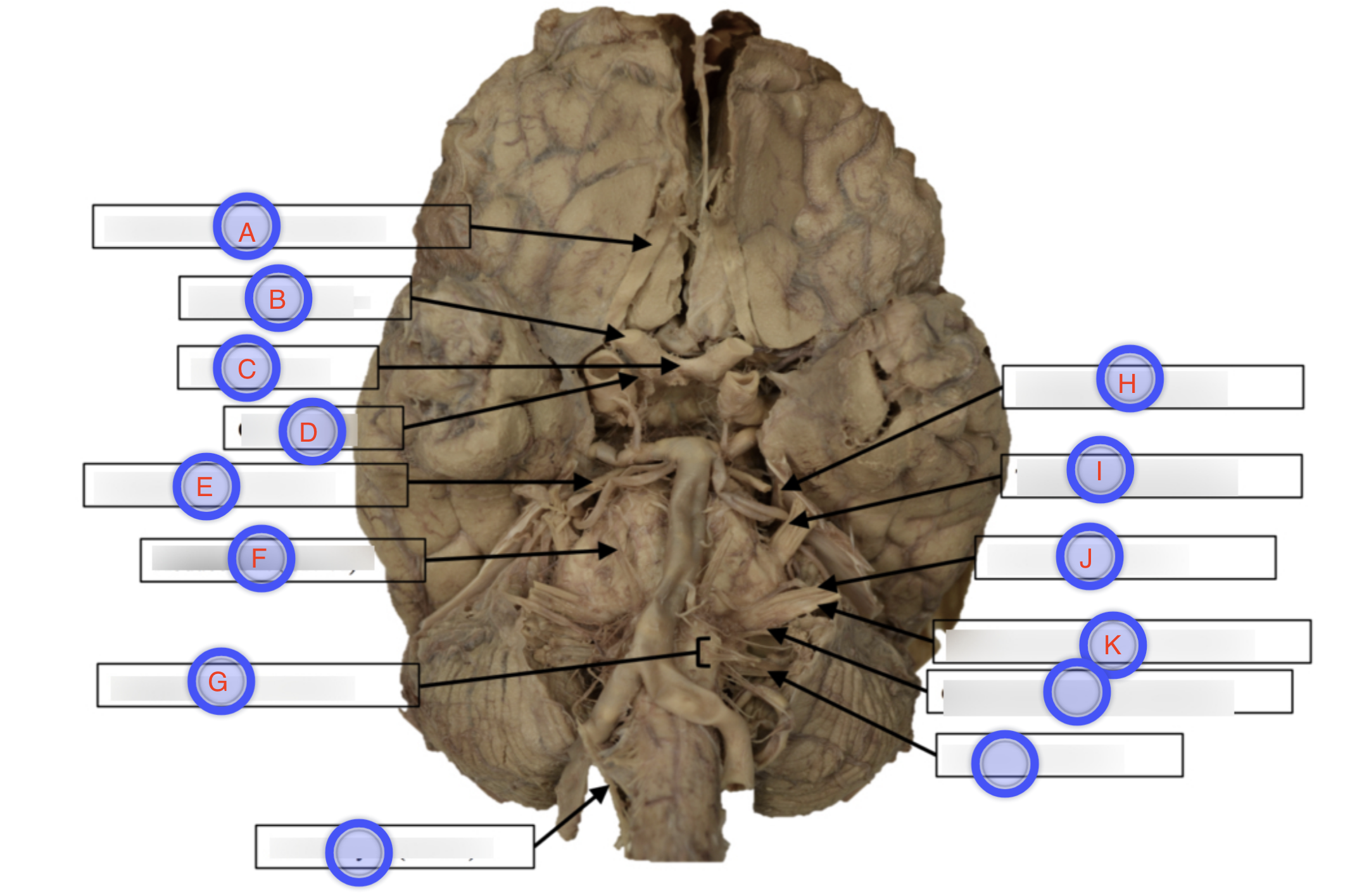 <p>what nerve is A?</p>