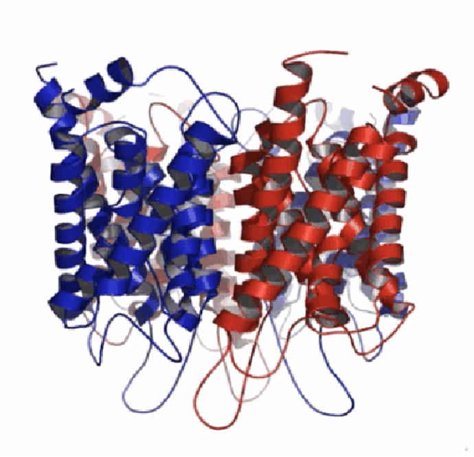 <p>A specialised water-channel protein that allows relatively free flow of water across the membrane (plain diffusion of water through the lipid bilayer alone is very slow). If aquaporins are blocked, it can lead to disease such as brain oedema (swelling of cells).</p>