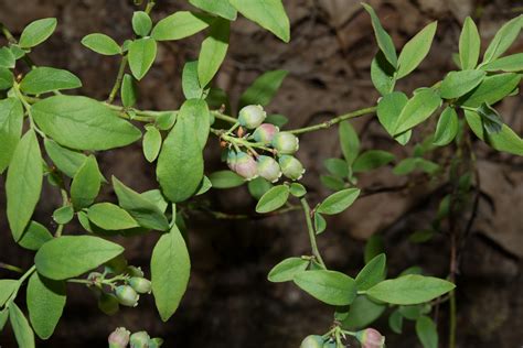 <p>Huckleberry, crackleberry (Miinagawunj)</p>