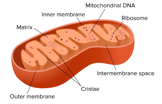 <p>-Site of aerobic respiration<br>-Contains an inner membrane<br> —Innermost space contains soluble enzymes involved in aerobic respiration<br>-O2 used as electron acceptor</p>