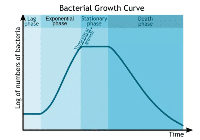 The number of cells stops increasing
