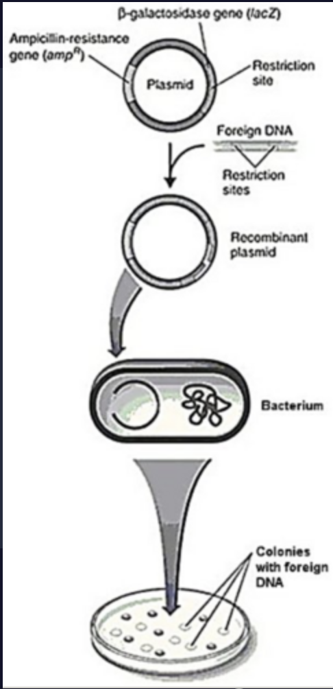 <p>In Figure 9.4, the bacteria transformed with the recombinant plasmid and plated on media containing ampicillin and X-gal will</p><ul><li><p>form blue, ampicillin-sensitive colonies.</p></li><li><p>not grow.</p></li><li><p>form blue, ampicillin-resistant colonies.</p></li><li><p>form white, ampicillin-resistant colonies.</p></li><li><p>form white, ampicillin-sensitive colonies.</p></li></ul><p></p>