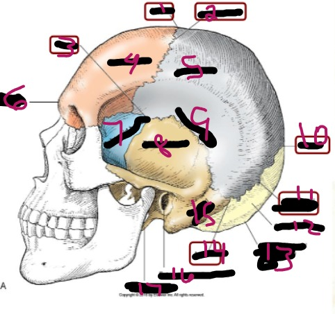 <p>16</p>
