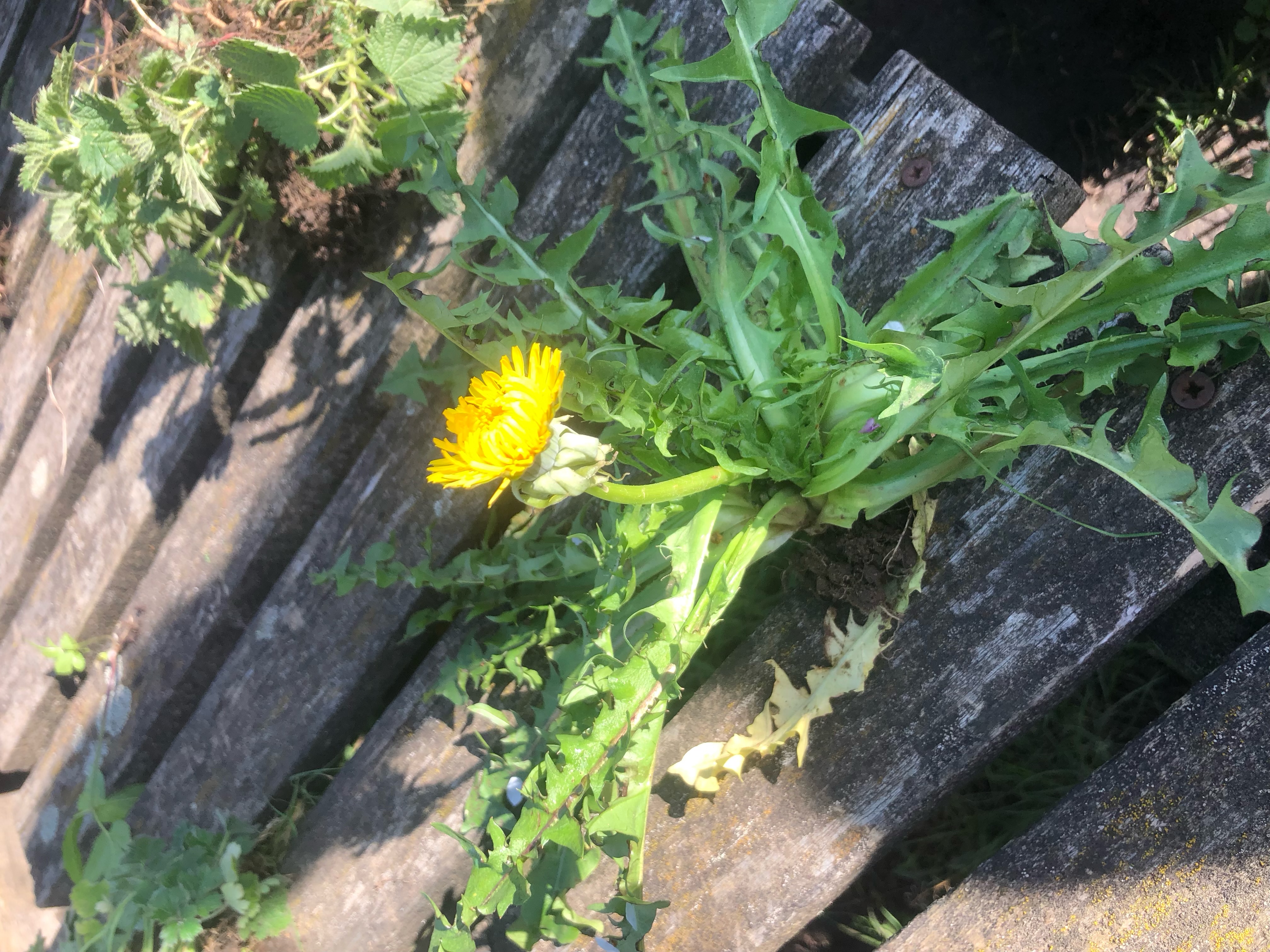 <p>Taraxacum officinale light preference </p>