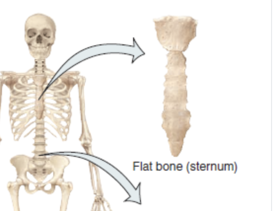 <p>Thin, flattened and usually a bit curved </p><ul><li><p>Plates of your skull </p></li><li><p>Sternum </p></li></ul><p></p>