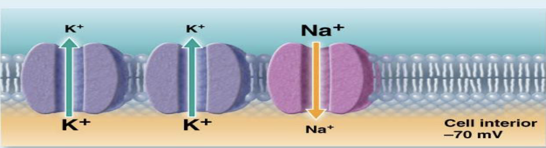 <ul><li><p>What is the resting membrane potential of a neuron?</p><ul><li><p>Is the outside of the membrane more positive or less positive at rest?</p><ul><li><p>Is the inside of the membrane more positive or less positive at rest?</p></li></ul></li></ul></li></ul><p></p>