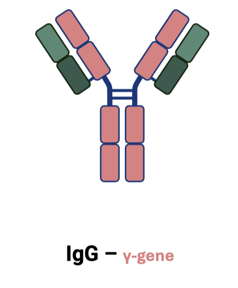 <p>IgG</p>