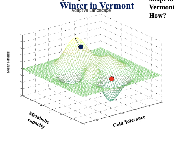 <p>If the black dot represents a Massachusetts population of <em>Drosophila</em>, is it likely that these flies can adapt to winter in Vermont (reach the tallest peak)? Why? (Answer 1; Answer 2)</p>