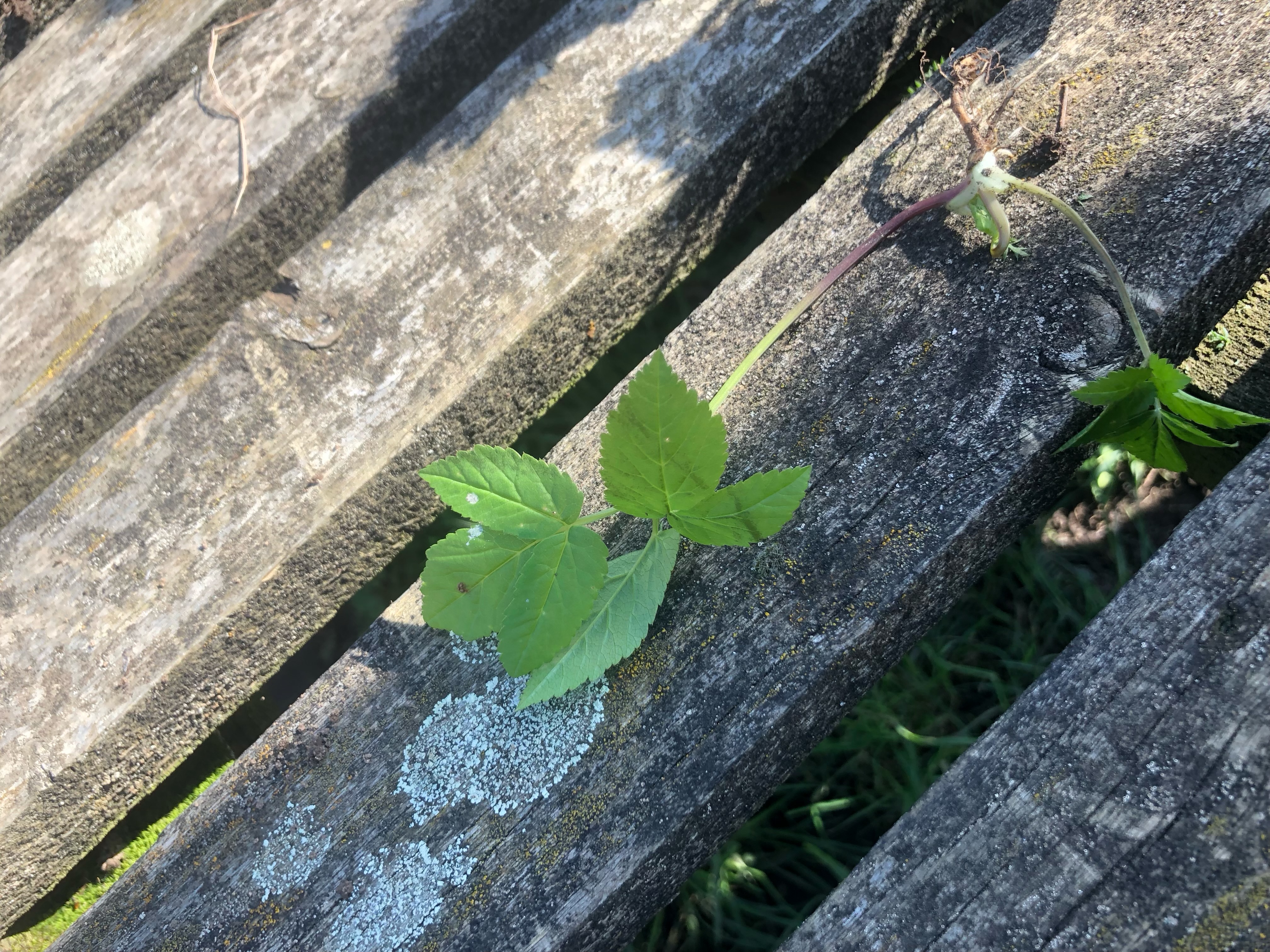 <p><span>Aegopodium podagraria hardiness</span></p>