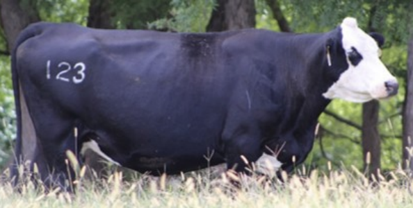 <ul><li><p>thin</p></li><li><p>no fat on ribs or brisket</p></li><li><p>backbone visible</p></li><li><p>some muscle depletion in hind quarters</p></li></ul><p></p>